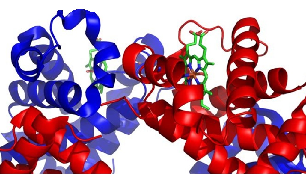 estructura de las proteínas
