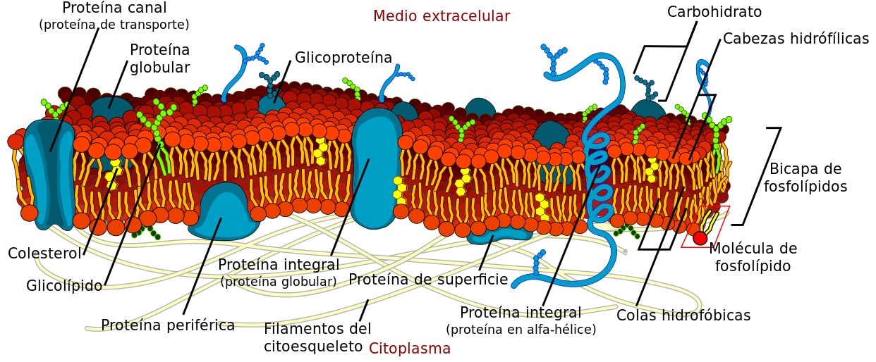 La membrana plasmática