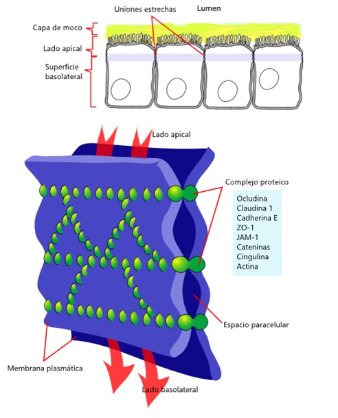 Estructuras de unión entre células