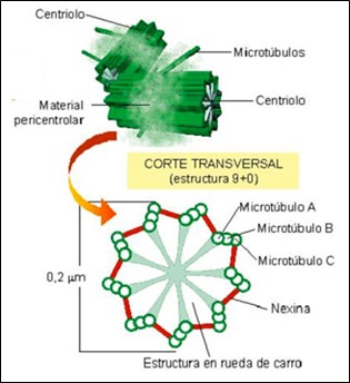 El citoplasma celular-centrosoma
