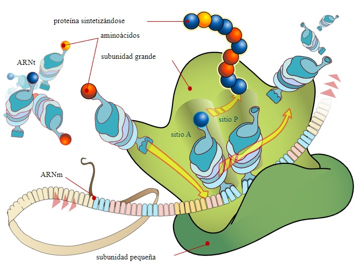 Orgánulos celulares-ribosoma