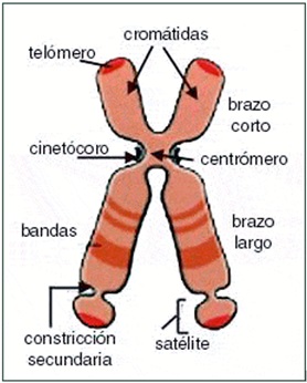El núcleo celular-cromosoma