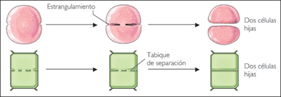 mitosis-citocinesis-tabicación